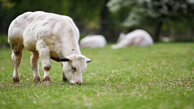 Projectiles Who Pass Through Given Points
