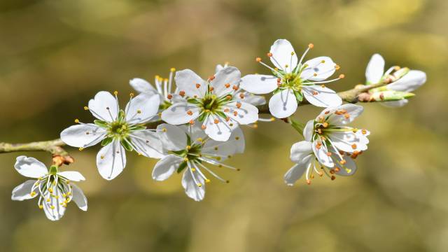 Quadrilateral in Class 9th