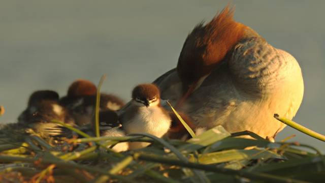 Ring Theory in Discrete Mathematics