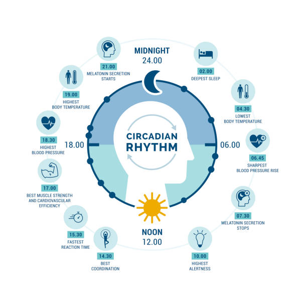 Diagram showing the fixed rhythm of the biological clock