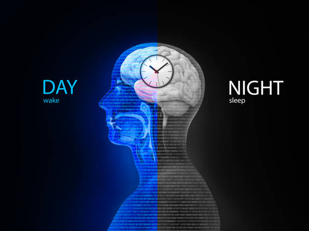 Biological clock keeping the day and night in a fixed rhythm