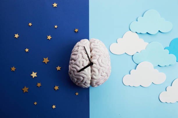Melatonin regulates the biological clock in the brain