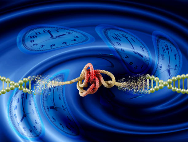 The biological clock of the brain is bound to an iron chain