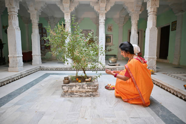 According to religious belief,a Hindu woman offers water to Tulsi
